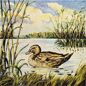 фото 4369/L Утка декор КЕРАМА МАРАЦЦИ