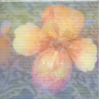 фото NT/A94/5155 Весеннее шоу Бегония декор КЕРАМА МАРАЦЦИ