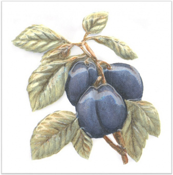 фото TFA007 Оранжерея Слива декор КЕРАМА МАРАЦЦИ