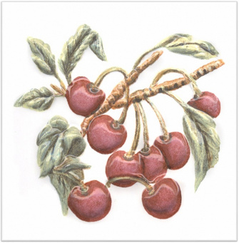 фото TFA008 Оранжерея Вишня декор КЕРАМА МАРАЦЦИ