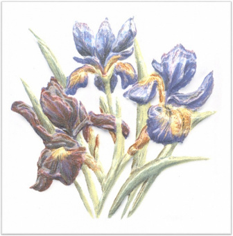 фото TFA014 Оранжерея Ирисы декор КЕРАМА МАРАЦЦИ