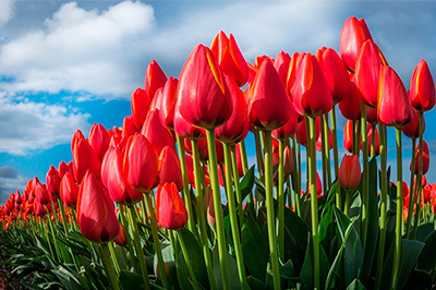 График работы магазина 7, 8 и 9 марта